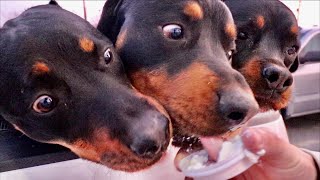 Taking our Rottweilers to Starbucks! Rotty Ranch Vlogs #005