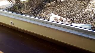 Cute young seagull wants into restaurant. 🐦