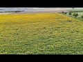 Sunflowers in full bloom July 2024