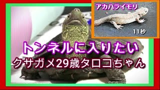 【クサガメ29歳タロコちゃん】トンネルに入りたい。