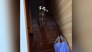 階段を降りられないフリをするとわ君（柴犬）