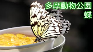 多摩動物公園　昆虫園の蝶