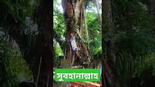 ২০০ বছরের ইতিহাস, আলহামদুলিল্লাহ #দৃশ্য #বটগাছ #ঐতিহাসিক #nature