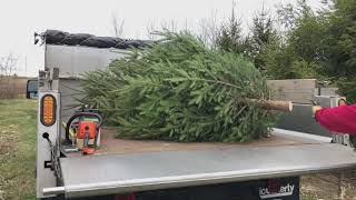 2020 Cumberland County Courthouse Tree