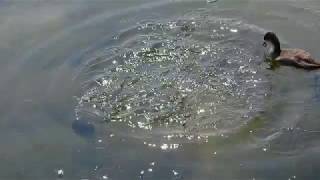 Young Coot diving