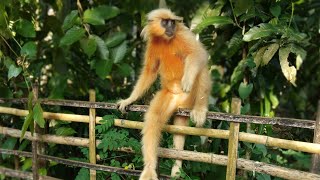 Golden langur kakoijana