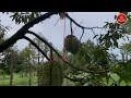 a day at the durian farm in samlot cambodia 🌟🍈