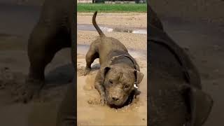 🐕‍🦺  Muddy, Muddy, Muddy Dogs🐕‍🦺   - Bring some soap! #dogshorts #shortsfeed #funnyvideo