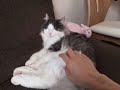 凛と樹理は ノルウェージャンフォレストキャット norwegian forest cat