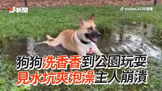 狗狗洗完香香去公園玩　一見水坑爽泡澡主人崩潰🤣｜寵物動物｜米克斯｜精選影片