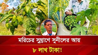 মরিচের সুঘ্রাণে সুনীলের আয় ৮ লাখ টাকা! | Nagorik TV Special