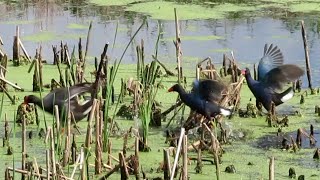 Purple Gallinules and Common Gallinule fight over territory | Territorial dispute in Anahuac, Texas