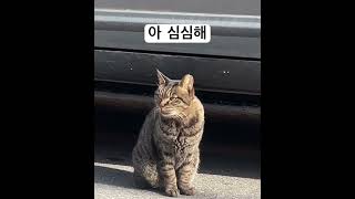 심심하고 배고프고 춥다 #cats #고양이 #cat #길고양이 #야옹 #길냥이 #고양이일상 #catshorts #cute