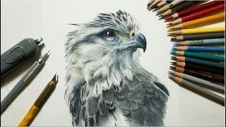 色鉛筆画 鷹を描いてみた  リアルな絵　Realistic colored pencil drawing of a hawk