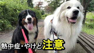 【ラム＆ピコ】夏のお散歩の温度目安