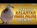 Derkuku Kelantan Suara Merdu Irama Syahdu Manjur Buat Pancingan Semua Jenis Tekukur ‼️