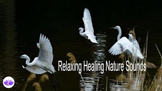 Relaxing Healing Nature Sounds🌿Healing Nature Sounds & Relaxing Music🌿 Lovely Birds in the Water