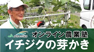 イチジクの芽かきについてご紹介します！【作業の適期：５月頃】