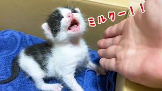 ミルクを要求する赤ちゃん猫