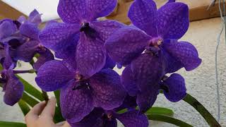 ORQUIDEAS VANDA(CUIDADOSyCULTIVO)