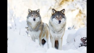 How Wolves Change Rivers - Sustainable Human