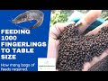 Costs of feeding 1000 fingerlings to table size in catfish farming #catfish #fishing