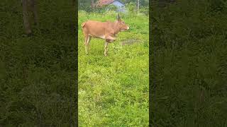 வீட்டுக்கு வளர்க்கப்படும் மலை மாடுகள் பால் ஆரோக்கியம் தரும்