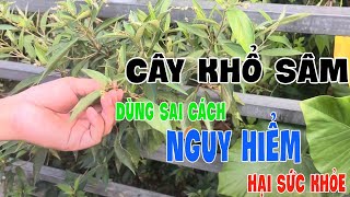 Cây Khổ Sâm Dùng Sai Cách Cực Nguy Hiểm | Công Dụng Cây Khổ Sâm | 0976 836 586