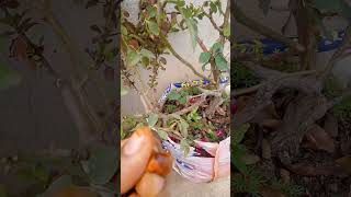 गुलाब का बीज हो गया तैयार, इकट्ठा करें।rose seeds#shorts #shortsvideo #rose#roseplant