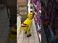 Pikachu goes to the grocery and looking for cat food #shorts #givenanime #manime #animefan