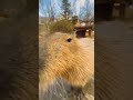 Very funny capibara dance with music 🤣😱😈 | FunnyFun Channel