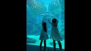 桃園兩天一夜:Xpark水族館\u0026埔心牧場