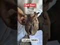 Real Human Heart Anatomy #shorts #mbbs #college #anatomy #neet #motivation