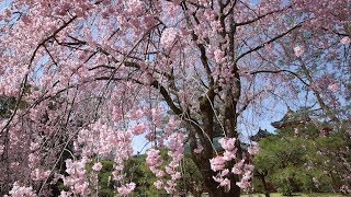 4K KYOTO [viewTV-92] 平安神宮の桜 ”SAKURA (Cherry Blossoms) in Heian Jingu Shrine\