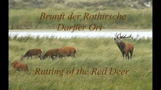 Hirschbrunft Darß Nationalpark Vorpommersche Boddenlandschaft Darßer Ort, Deer rut, Rutting Red Deer