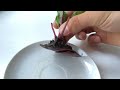 grow your own beetroot sprouts