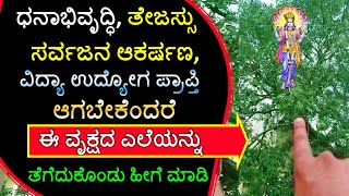 ಧನಾಭಿವೃದ್ಧಿ ತೇಜಸ್ಸು ಸರ್ವಜನ ಆಕರ್ಷಣ ವಿದ್ಯಾ ಉದ್ಯೋಗ ಪ್ರಾಪ್ತಿ ಆಗಬೇಕೆಂದರೆ ಈ ಎಲೆಯನ್ನು ತೆಗೆದುಕೊಂಡು ಹೀಗೆ ಮಾಡಿ