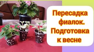 Фиалки./ Пересадки. ЧАСТЬ 2