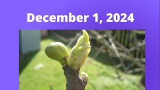 FHUC Worship for December 1, 2024