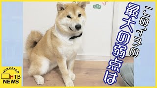 まるで「パン生地」　されるがままにフェイスマッサージをされる犬　函館市