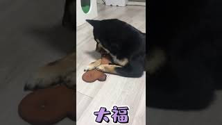 【豆柴】大福 毎日のルーチン。牛革を噛んで顎を鍛える犬。