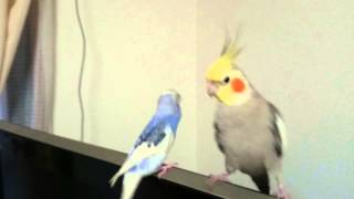 怒られてもしつこいセキセイインコ