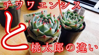 【多肉植物】チワワエンシス桃太郎はどう違う？花芽も確認して徹底比較します！