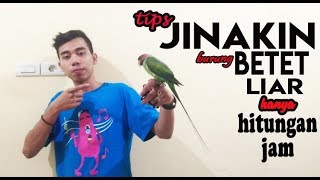 cara cepat jinakin burung betet liar hanya dalam hitungan jam !!!