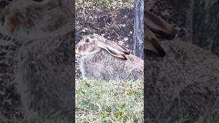 🔥What beautiful quite brown hare多么漂亮安静的野兔🔥So lovely🌹卡尔加里市 #brownhare #rabbit #wildanimals #shorts