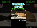 どんな匂いか気になるw 猫 にゃんこ 匂い おもしろ お笑い 笑える 夜探し 月曜から夜更かし shorts