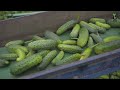 how are pickled cucumbers made harvest millions of cucumbers to make pickles