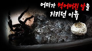 모성애가 강하네요... 이미 썩어버린알을 지키는 어미타란튤라 알이썩은 그 이유는...?