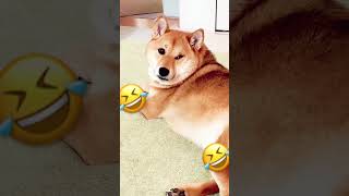 おかんに説教する柴犬　#柴犬の居る暮らし