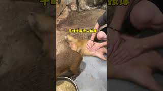 变成一只卡皮巴拉的生活是怎样的！# 长沙zoolung大型室内动物园 # 水豚精神状态我狠狠羡慕 # 水豚 # 卡皮巴拉